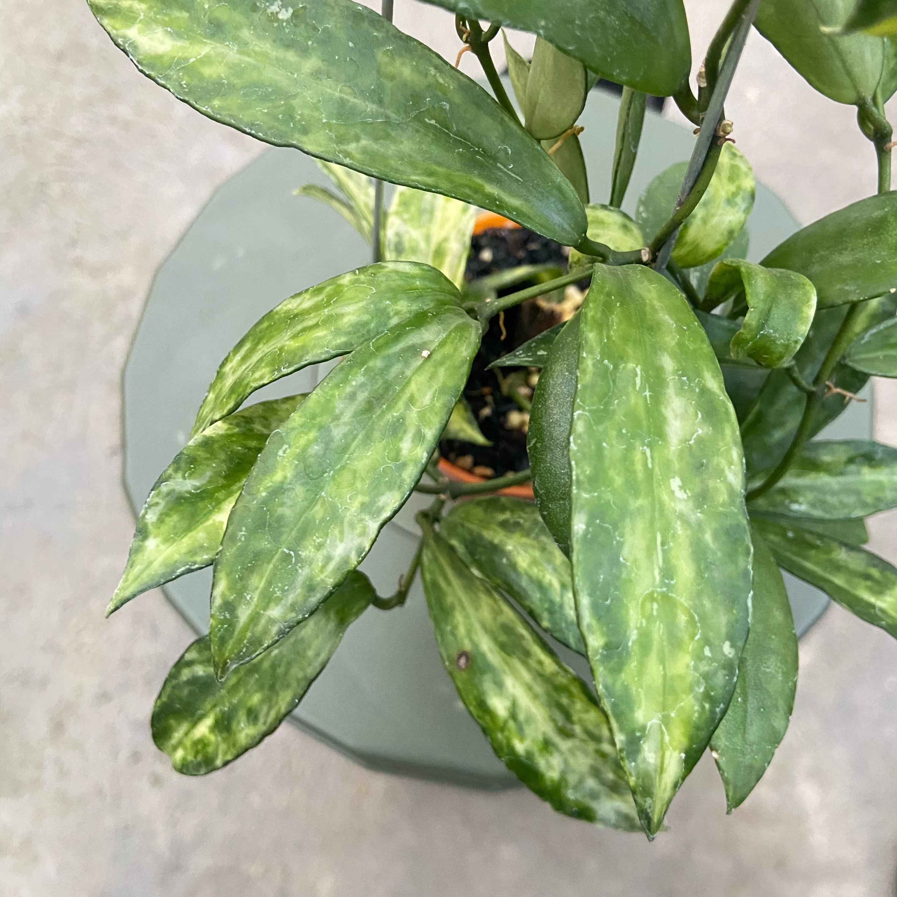 RP77-6 Hoya Lacunosa Peridot