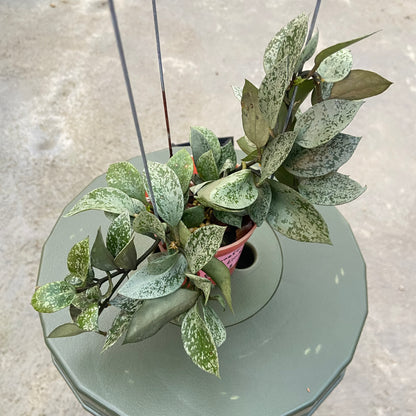 RP78-6 Hoya Lacunosa Gayung