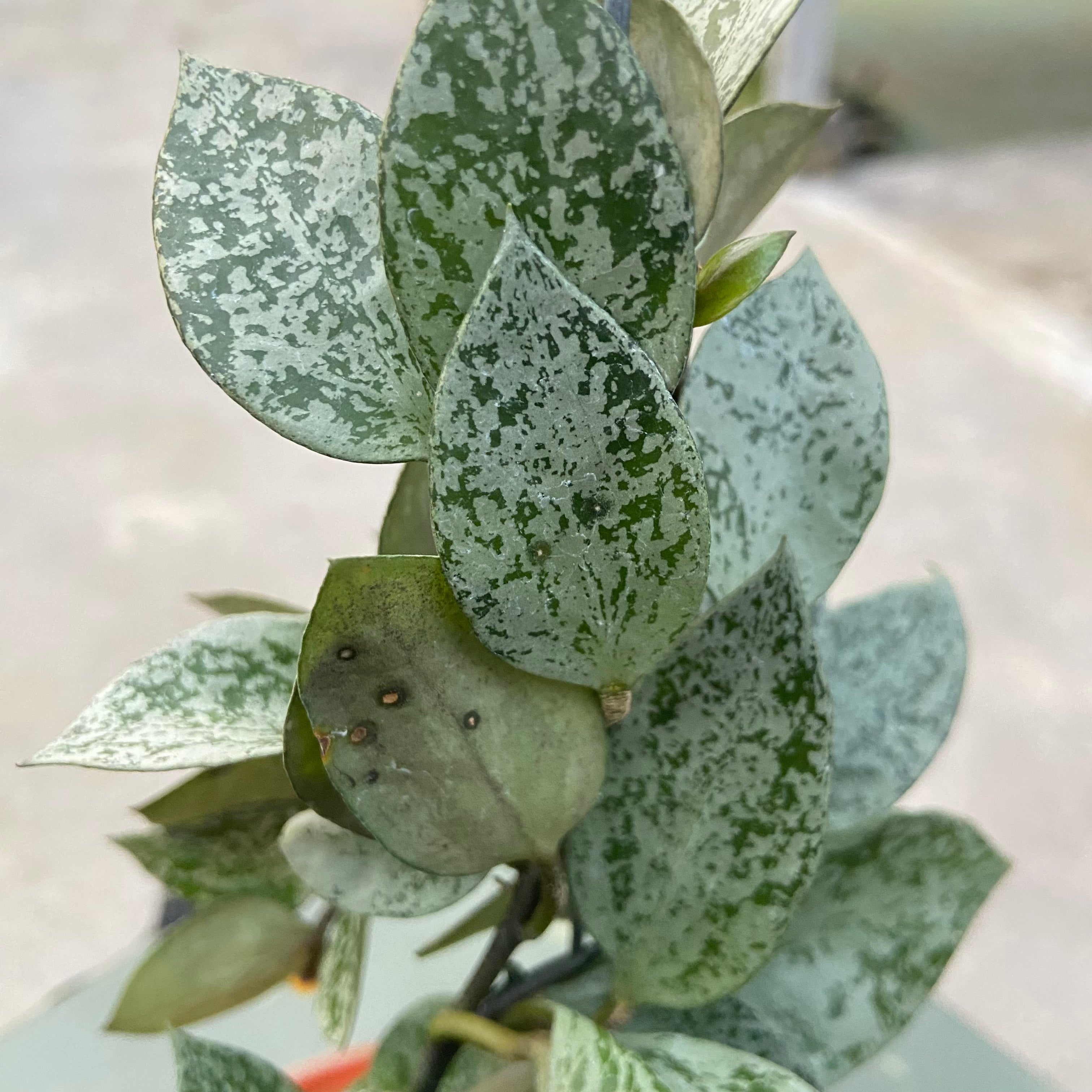 RP78-6 Hoya Lacunosa Gayung