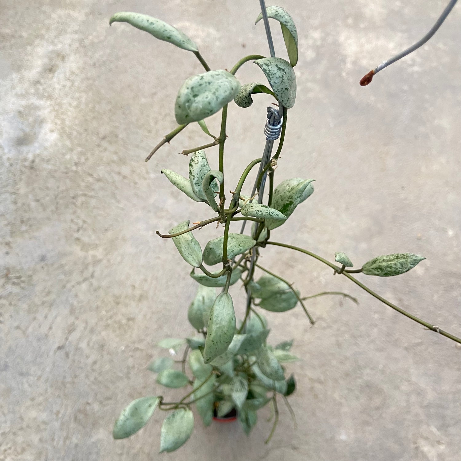 RP79-6 Hoya Lacunosa Sulcata Back Bone