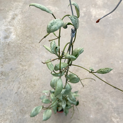 RP79-6 Hoya Lacunosa Sulcata Back Bone