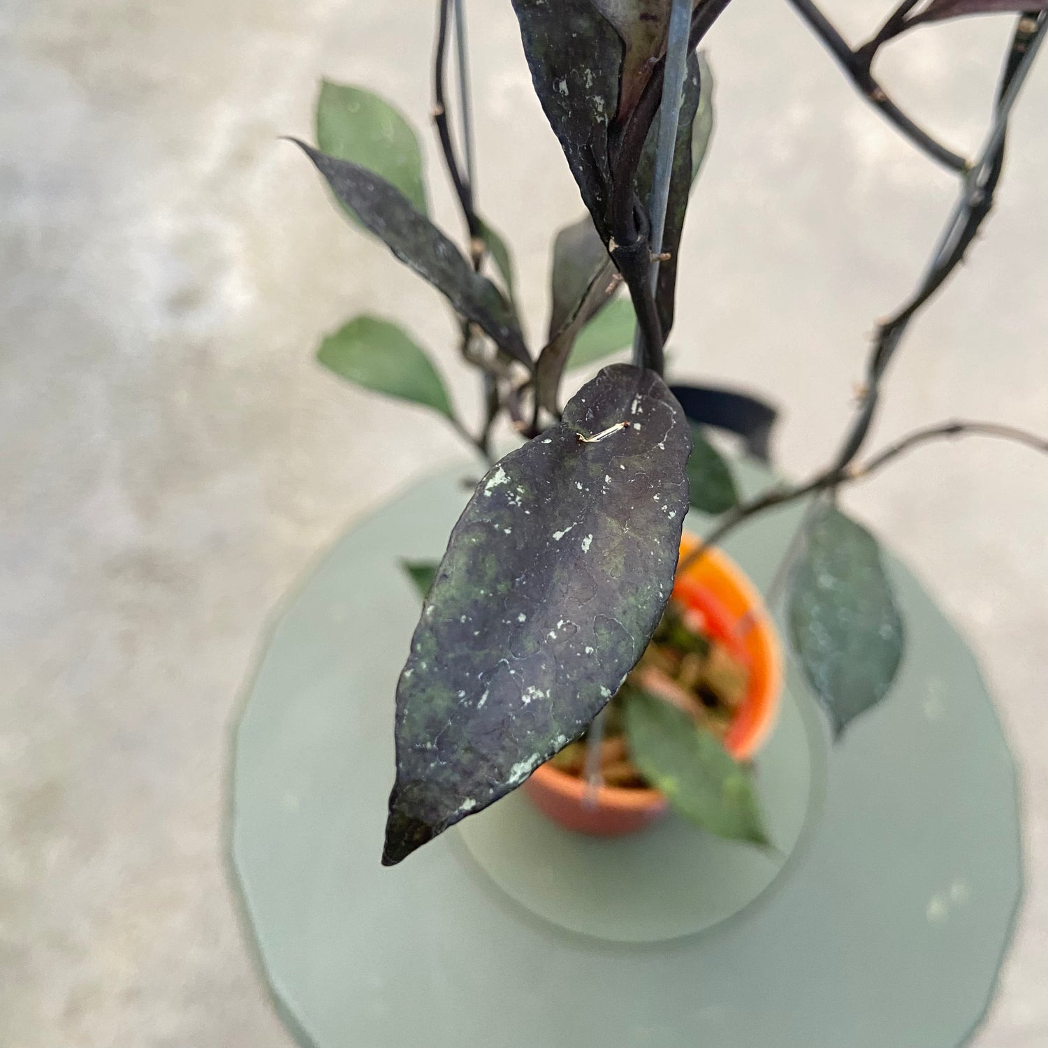 RP80-6 Hoya Lacunosa Black Royal