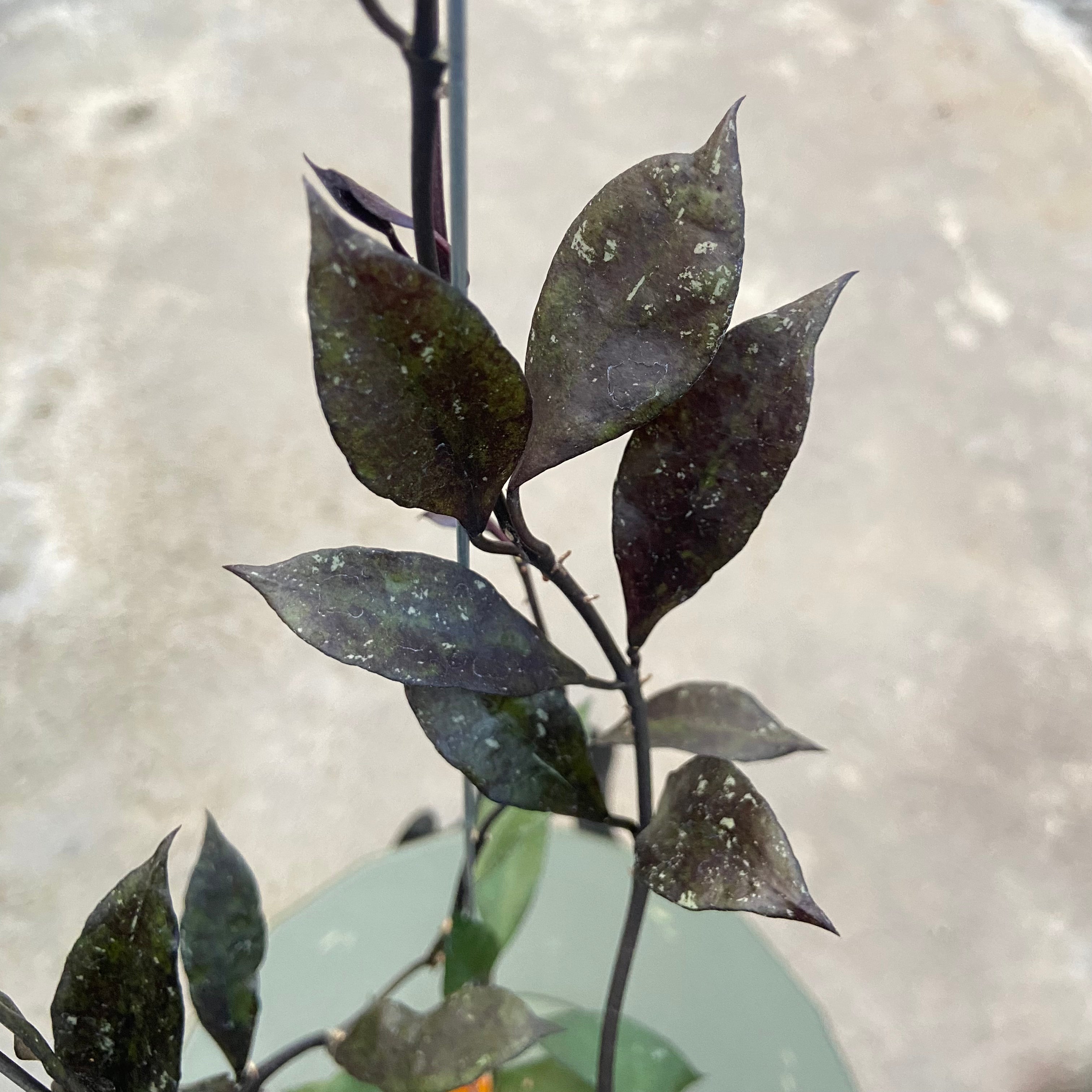 RP80-6 Hoya Lacunosa Black Royal