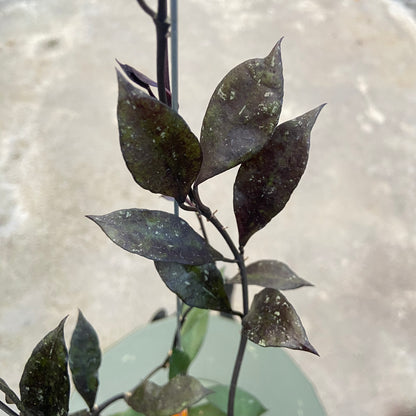 RP80-6 Hoya Lacunosa Black Royal
