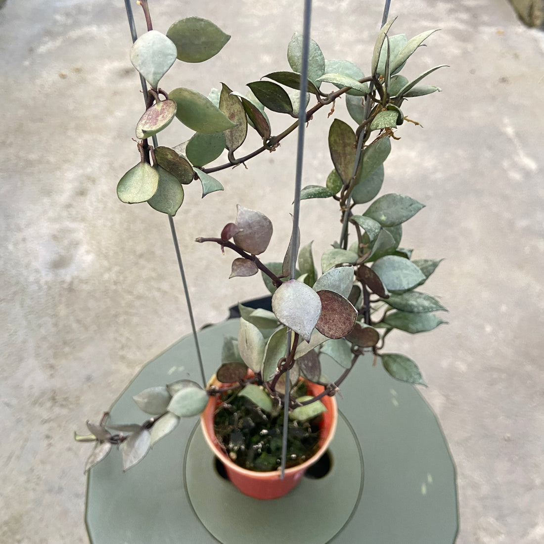 RP81-6 Hoya Lacunosa Violet