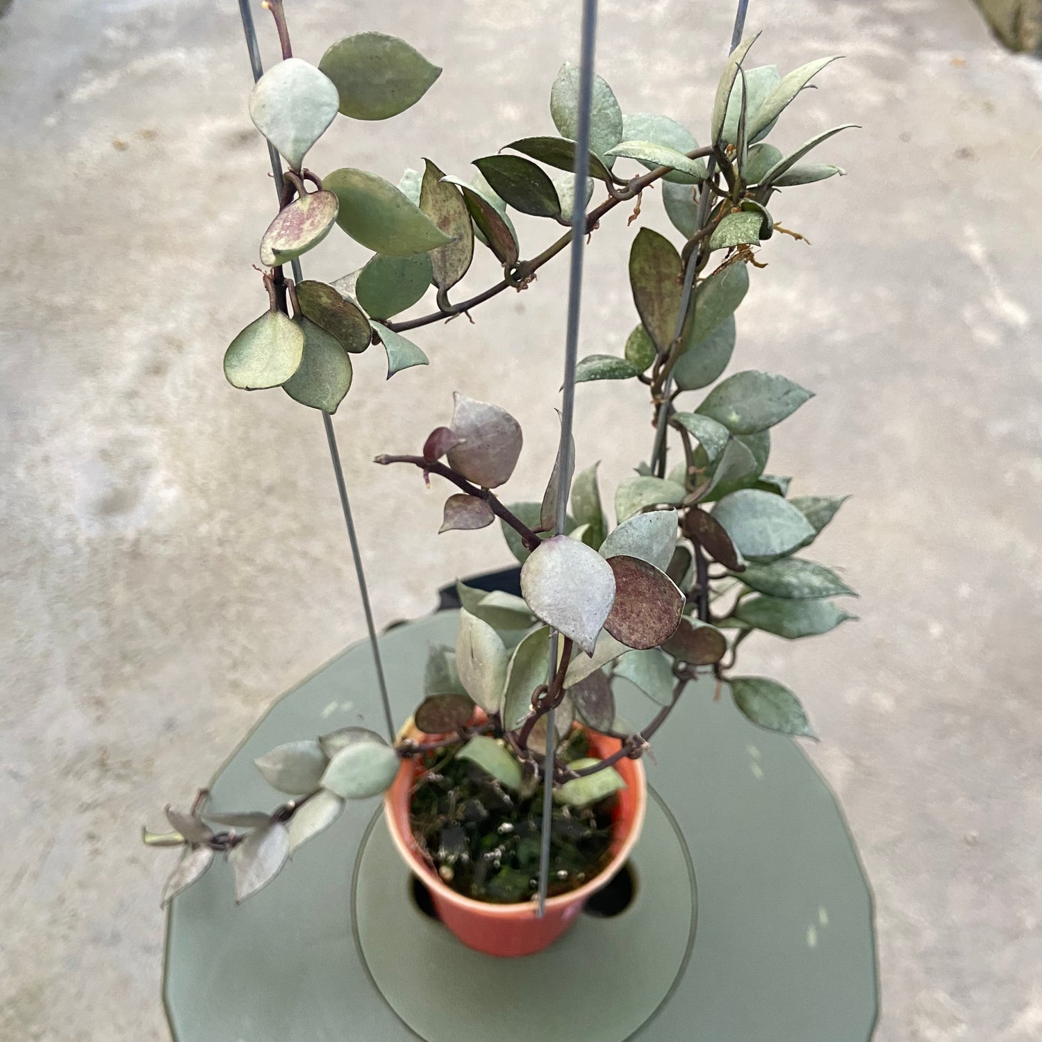 RP81-6 Hoya Lacunosa Violet