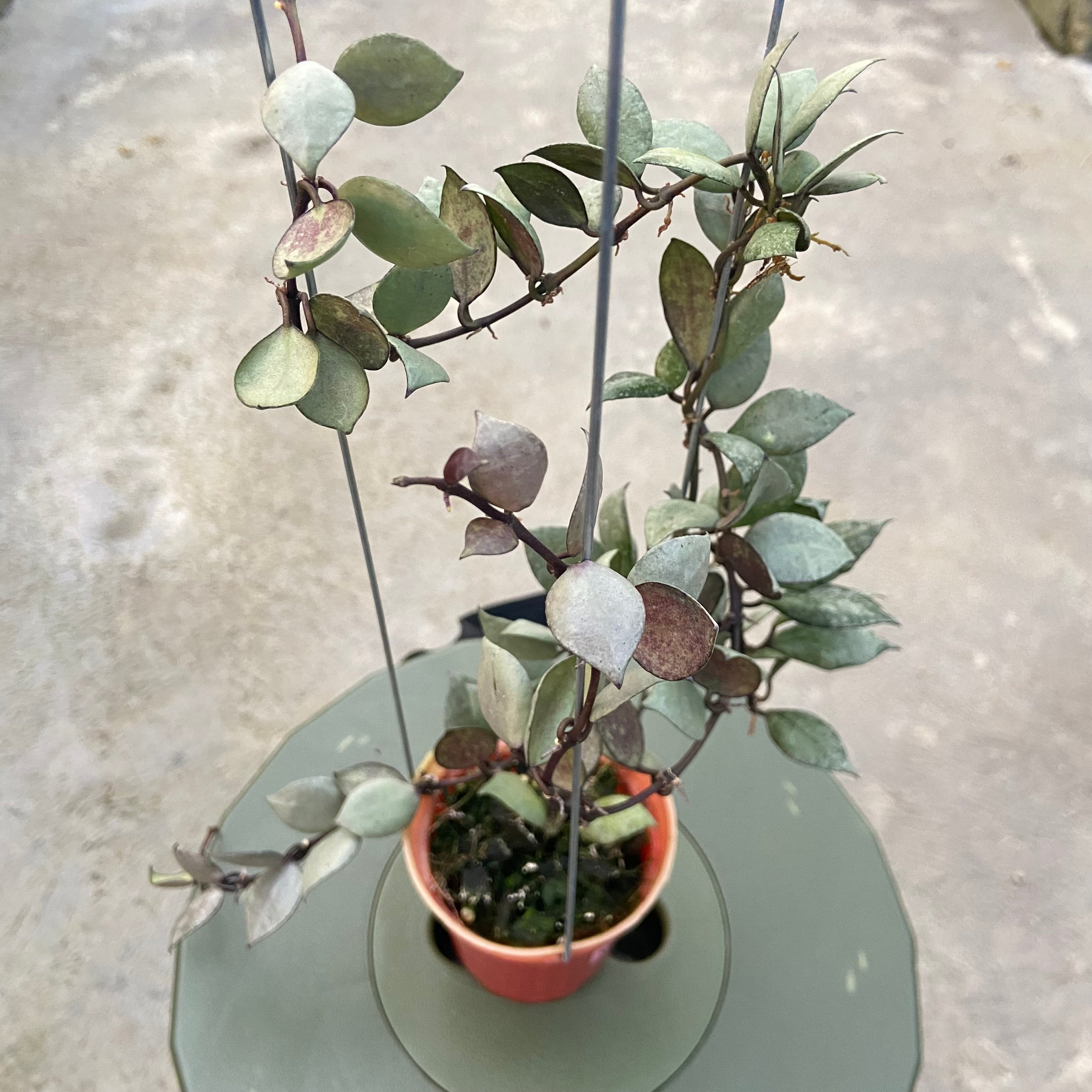 RP81-6 Hoya Lacunosa Violet
