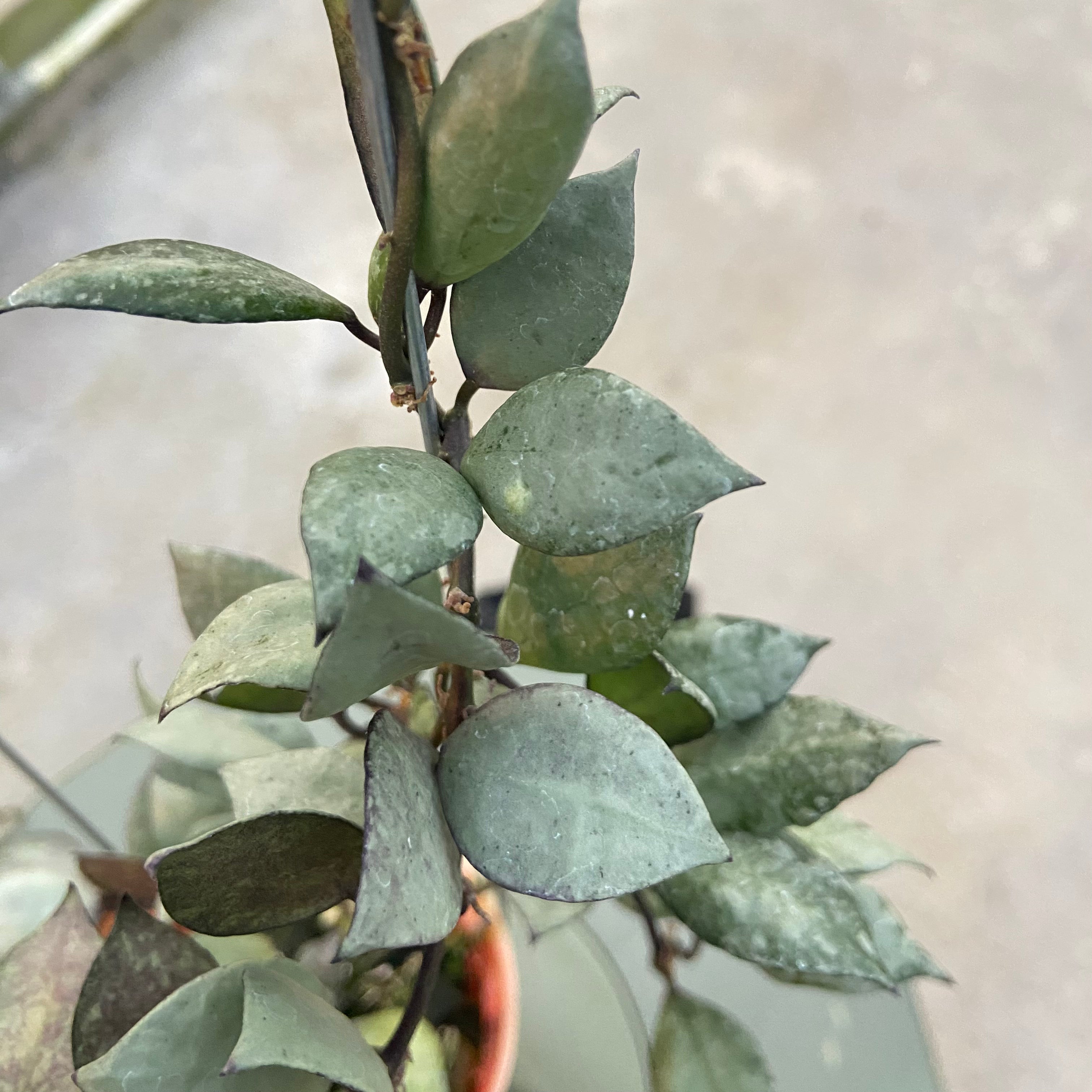 RP81-6 Hoya Lacunosa Violet