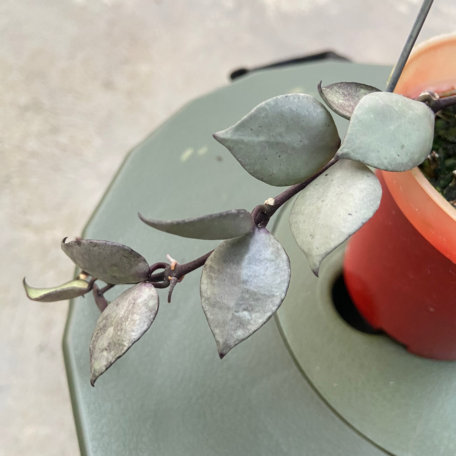 RP81-6 Hoya Lacunosa Violet