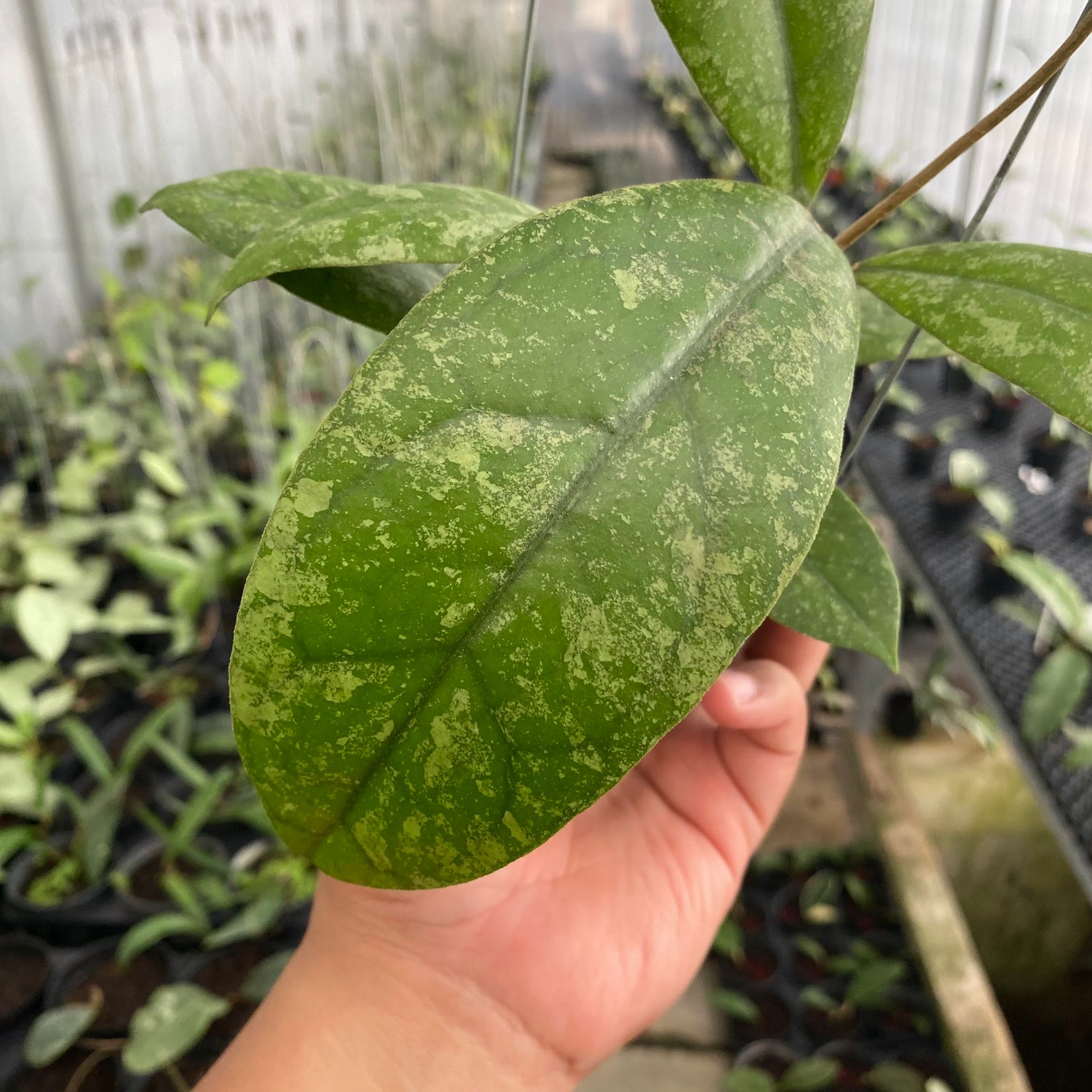 RP46-6 Hoya Lambii Splash
