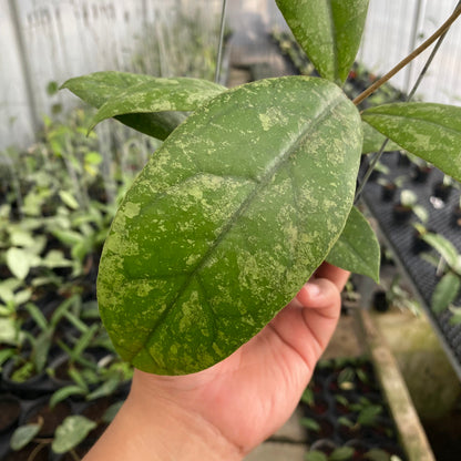 RP46-6 Hoya Lambii Splash