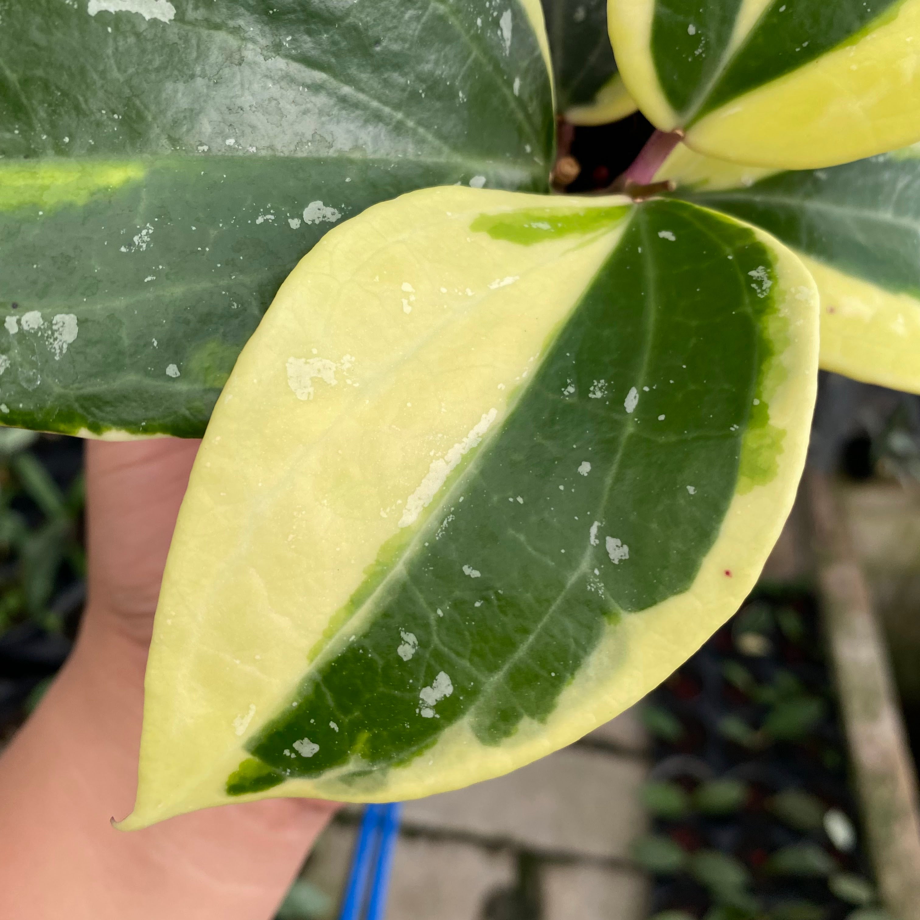 RP58-6 Hoya Latifolia Albomarginata Roundleaf