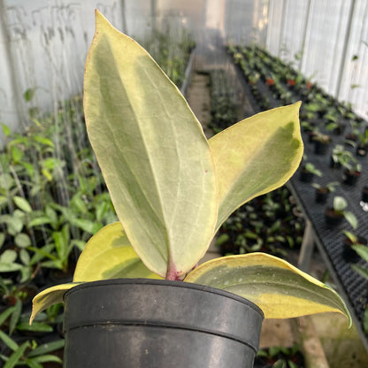RP58-6 Hoya Latifolia Albomarginata Roundleaf