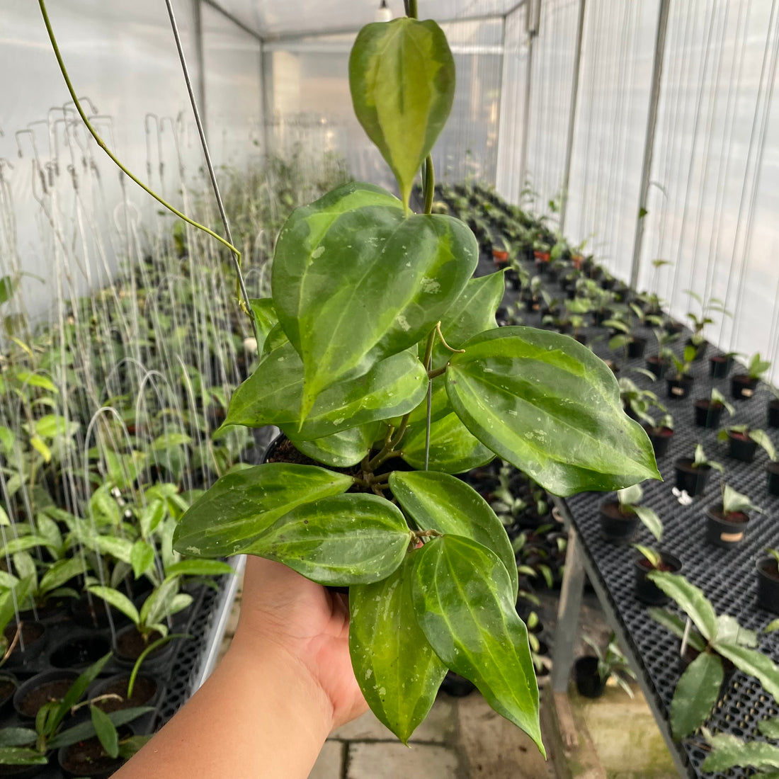 RP59-6 Hoya Latifolia Baibua