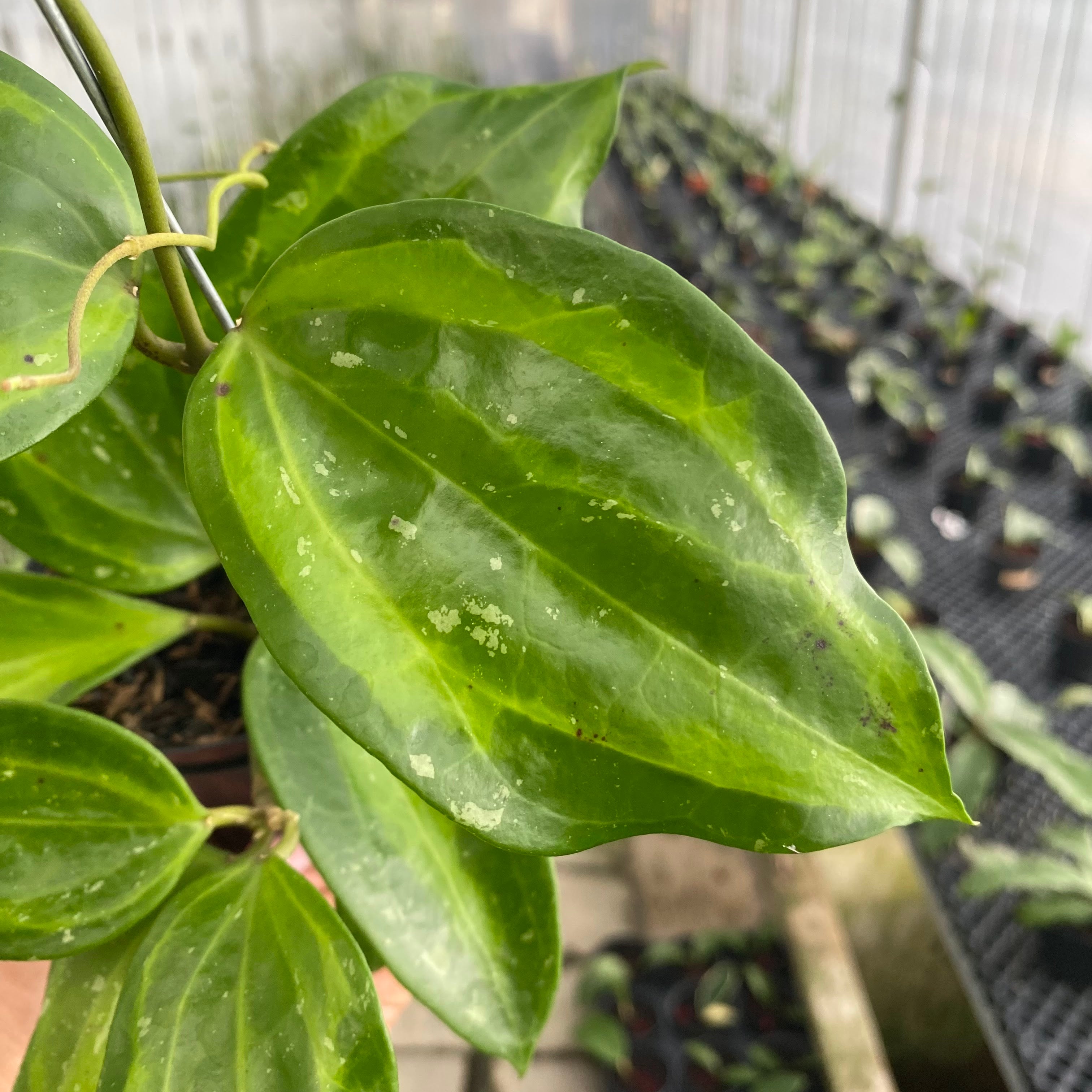RP59-6 Hoya Latifolia Baibua