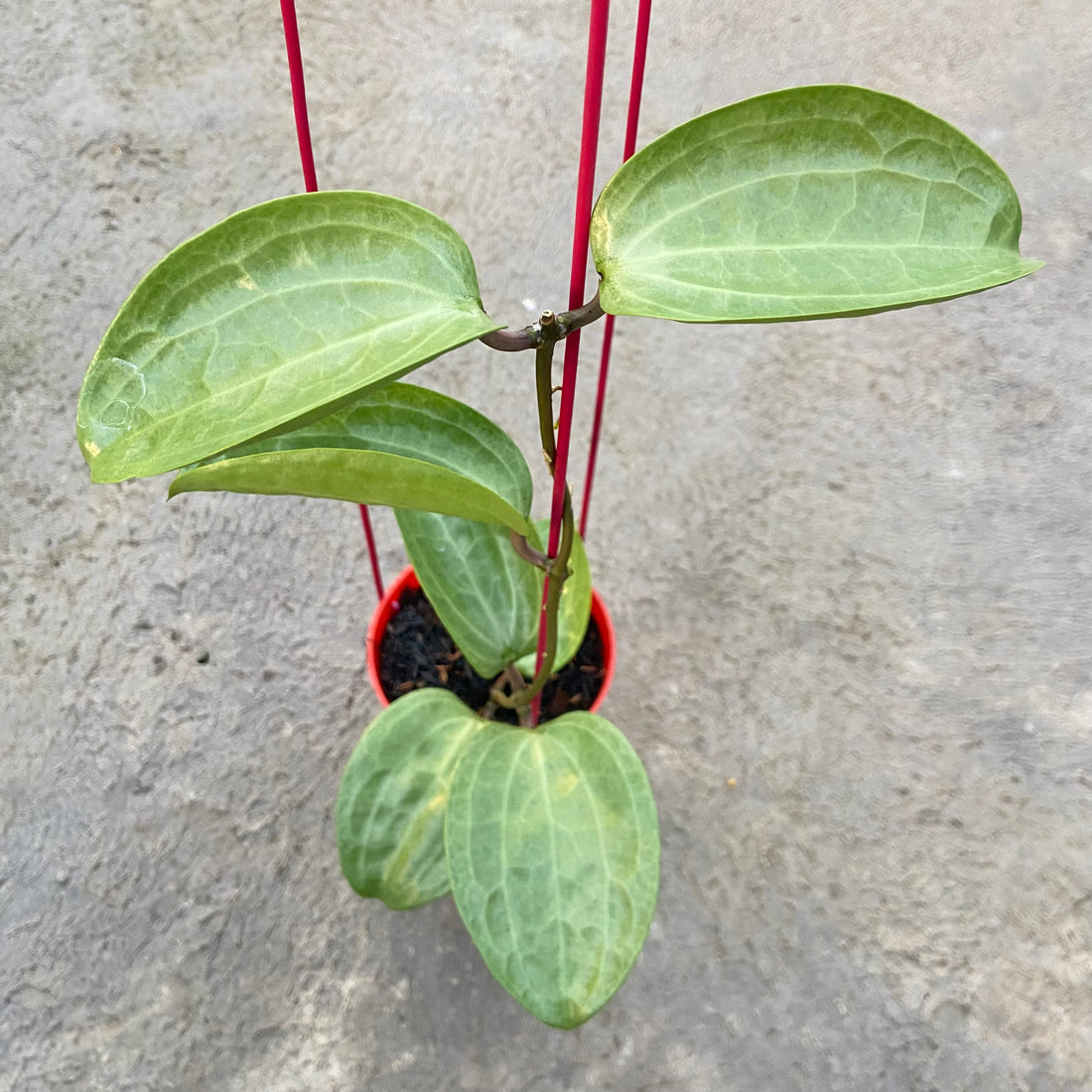 RP82-6 Hoya Latifolia Filea