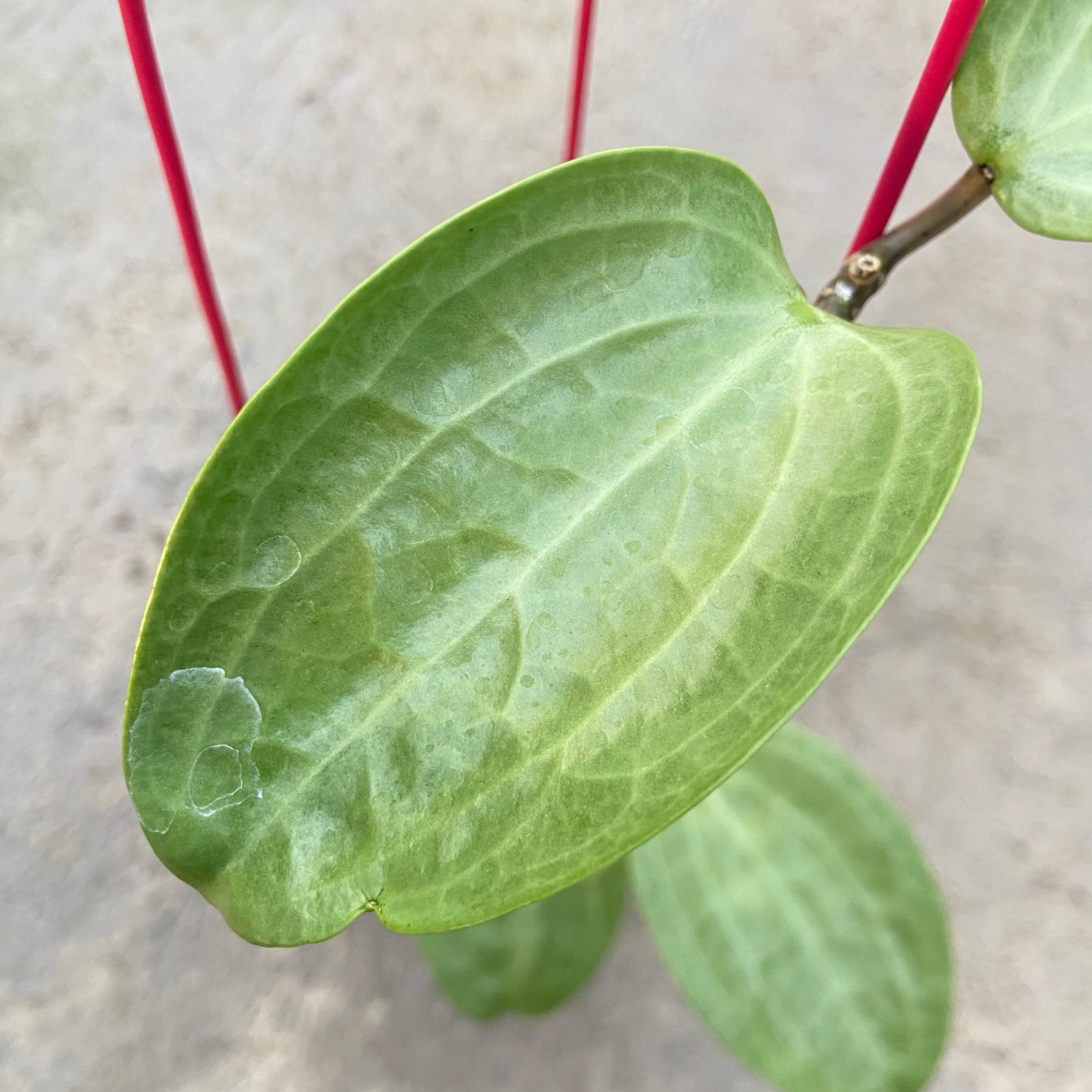 RP82-6 Hoya Latifolia Filea
