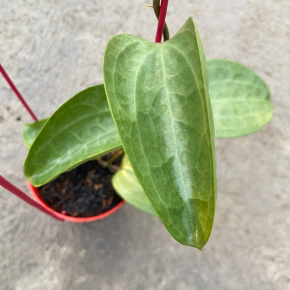 RP82-6 Hoya Latifolia Filea