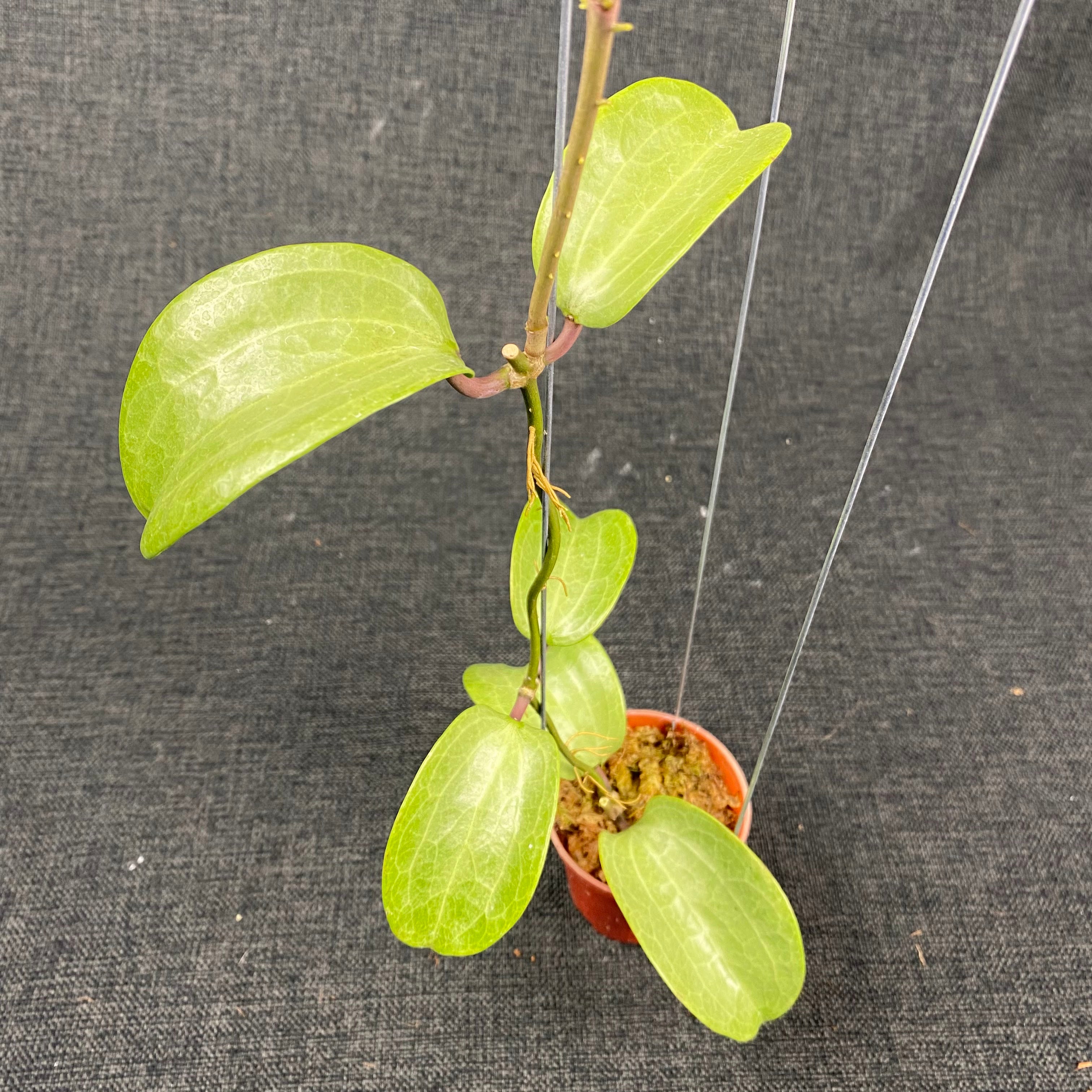 Hoya Latifolia Filea Silver
