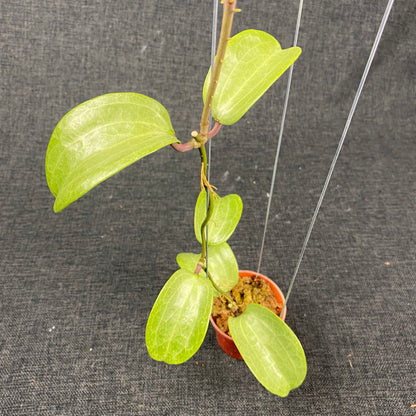 Hoya Latifolia Filea Silver