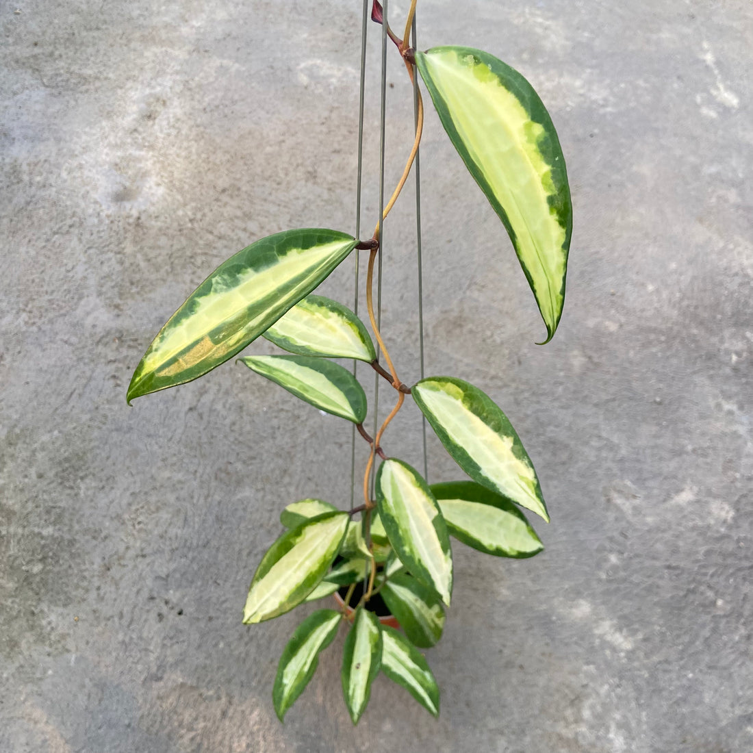 RP83-6 Hoya Latifolia Queensy