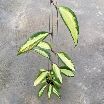 RP83-6 Hoya Latifolia Queensy