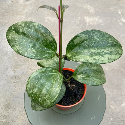 RP84-6 Hoya Latifolia Rimba Perak