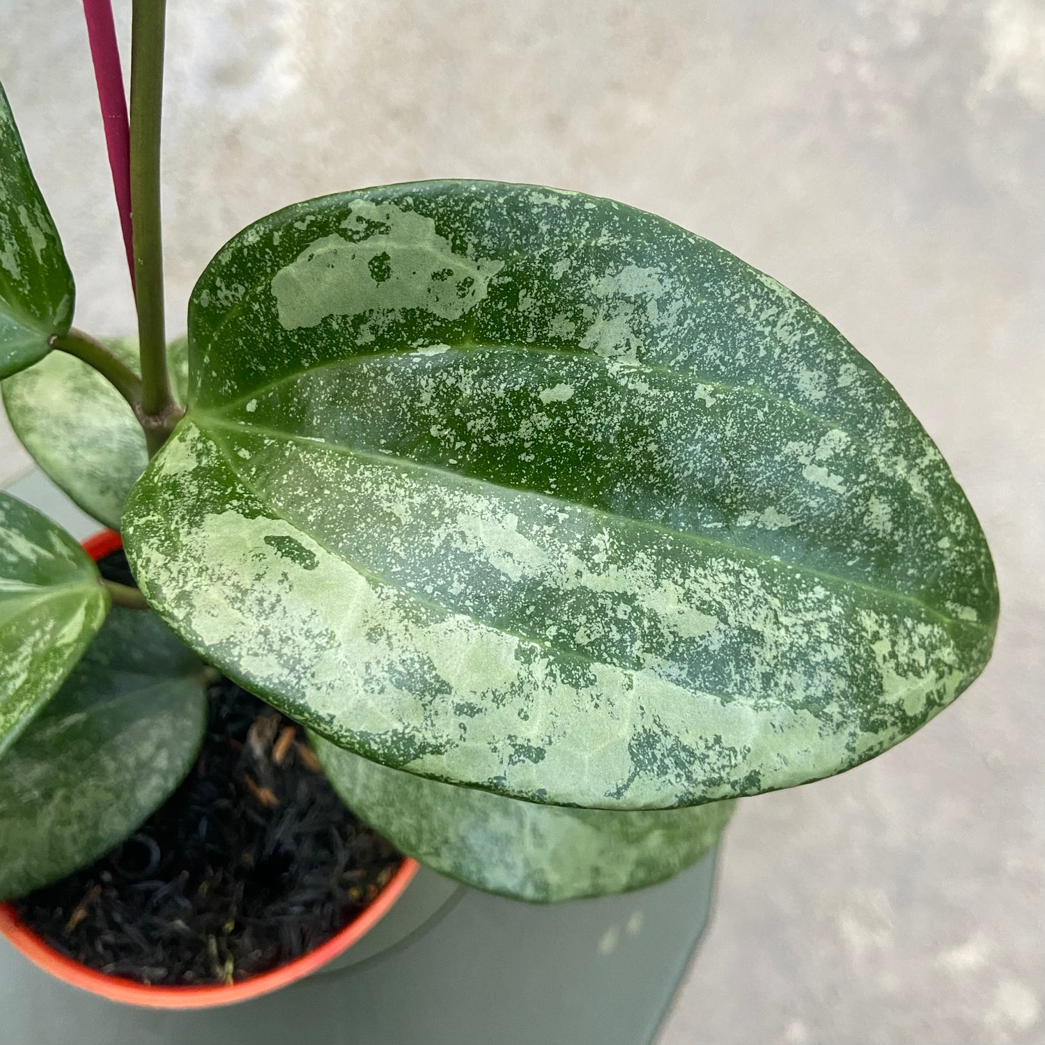 RP84-6 Hoya Latifolia Rimba Perak