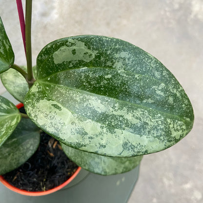 RP84-6 Hoya Latifolia Rimba Perak