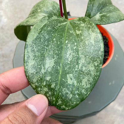 RP84-6 Hoya Latifolia Rimba Perak