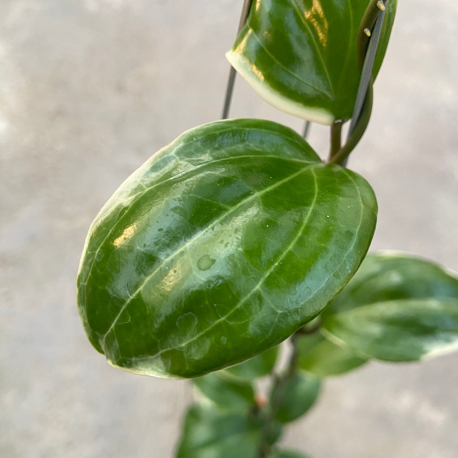 RP85-6 Hoya Queenquenervia Albomarginata