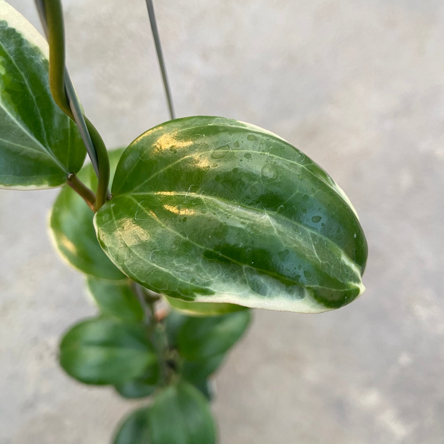 RP85-6 Hoya Queenquenervia Albomarginata