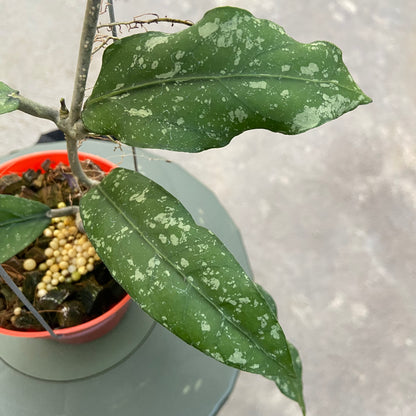 RP86-6 Hoya New SP Takengon