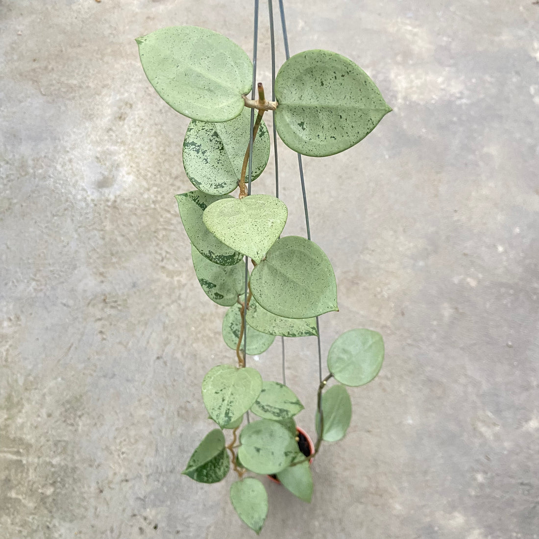 RP87-6 Hoya Parasitica Silver Heart