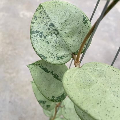 RP87-6 Hoya Parasitica Silver Heart