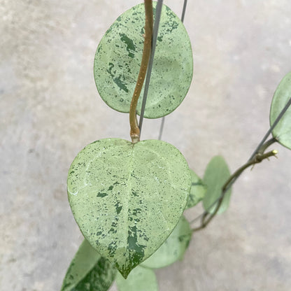 RP87-6 Hoya Parasitica Silver Heart