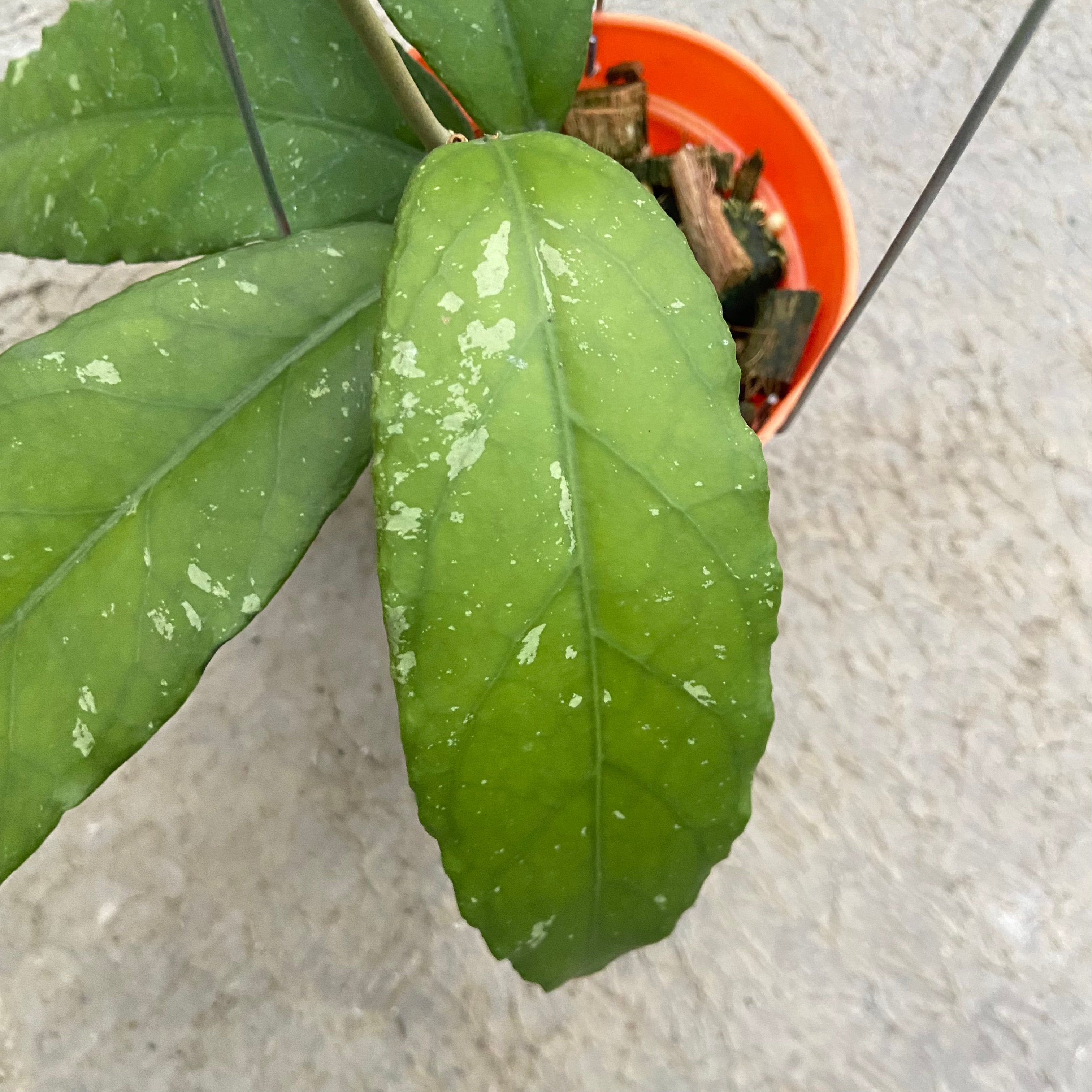 RP89-6 Hoya SP Aceh Bee-08