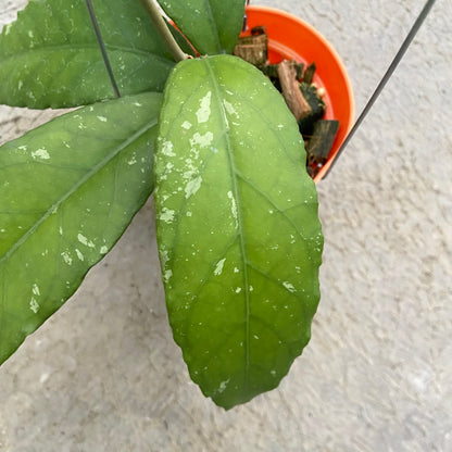 RP89-6 Hoya SP Aceh Bee-08