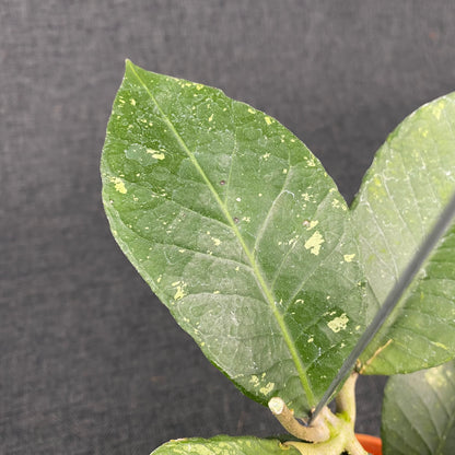 Hoya SP Aceh Black Rhino