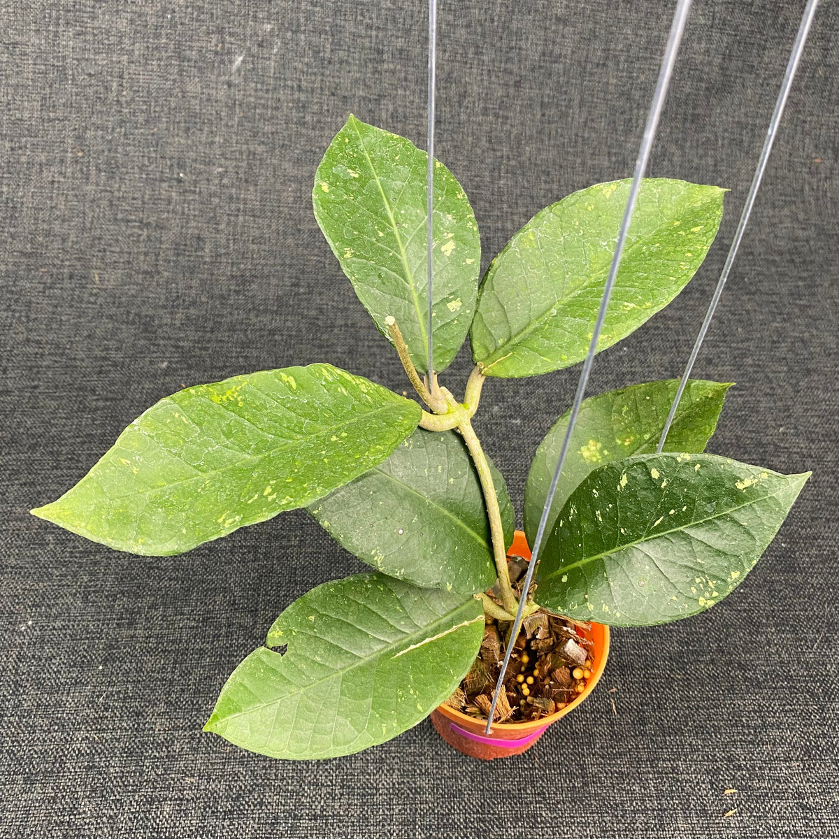 Hoya SP Aceh Black Rhino - Greenspaces.id
