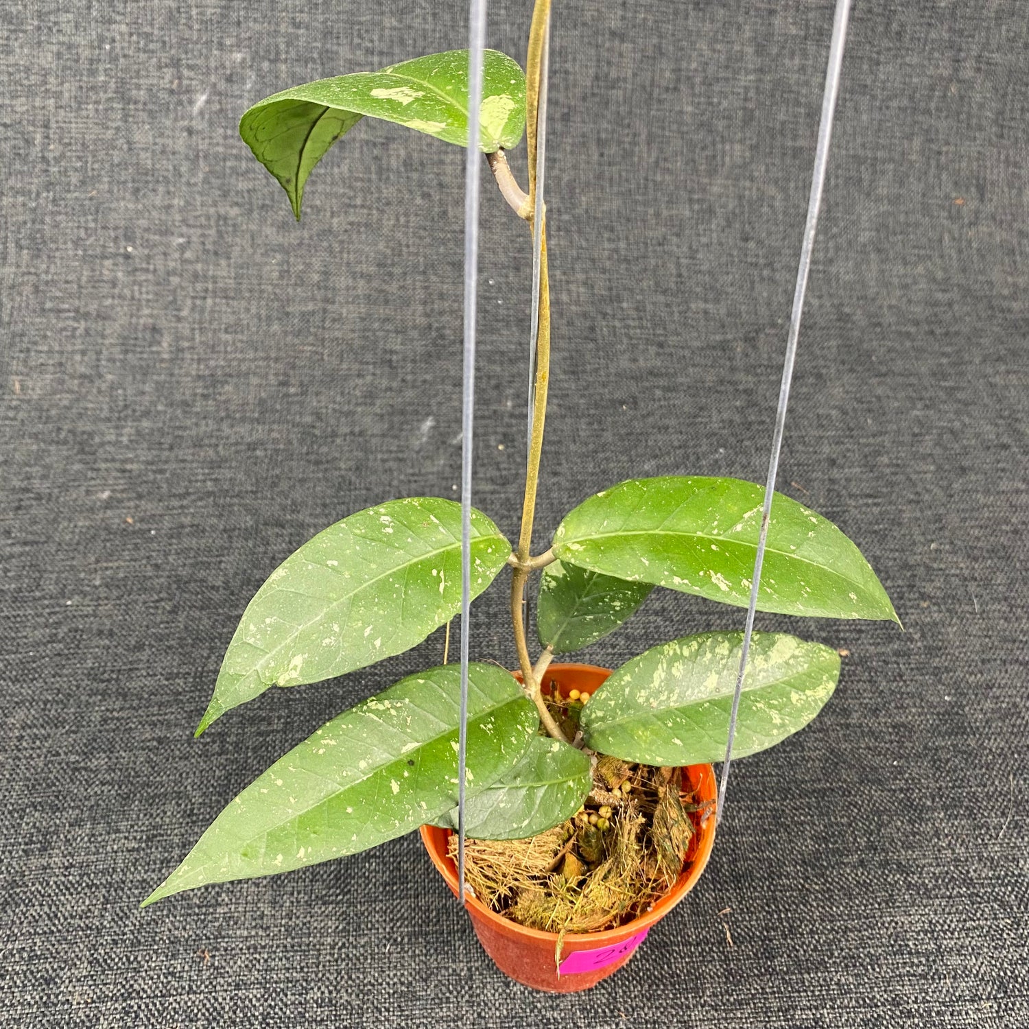 Hoya SP Aceh Blangkejeren