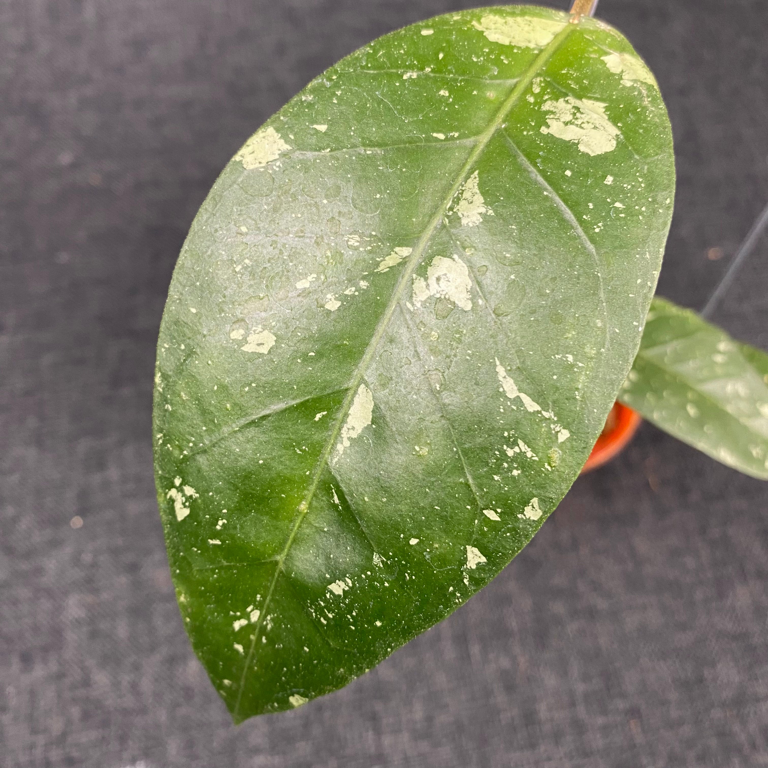Hoya SP Aceh Blangkejeren