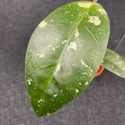 Hoya SP Aceh Blangkejeren