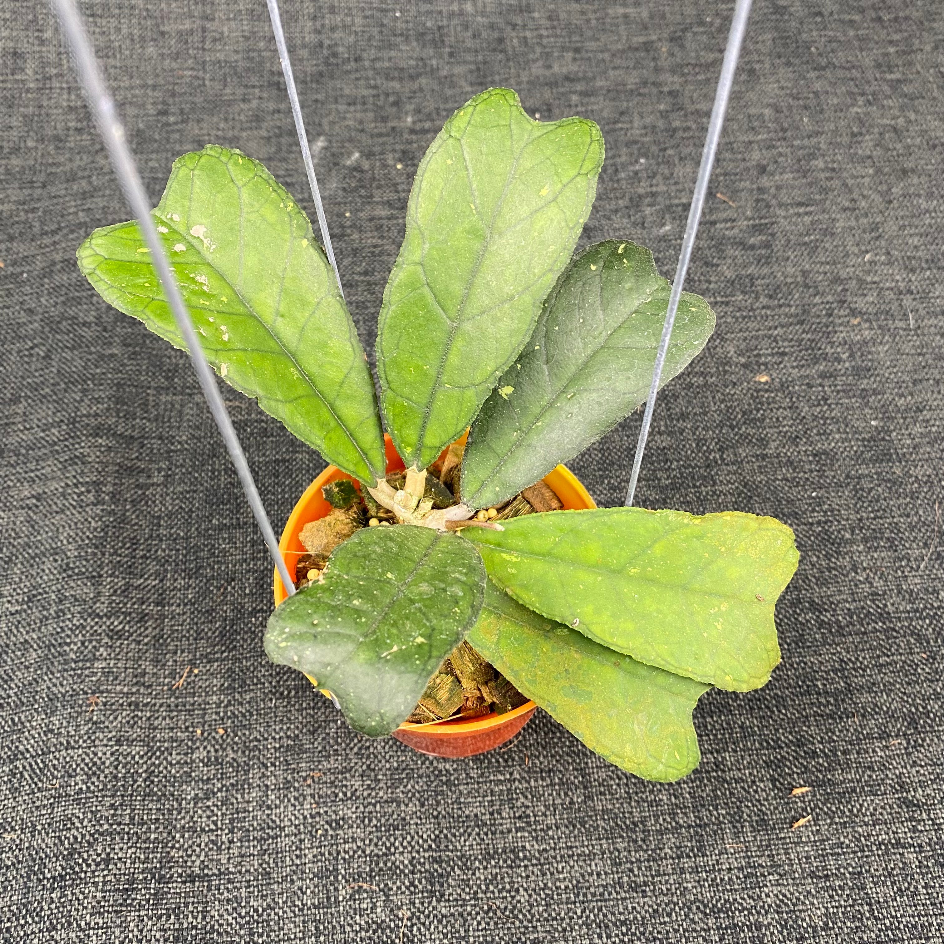 Hoya SP Aceh Butterfly