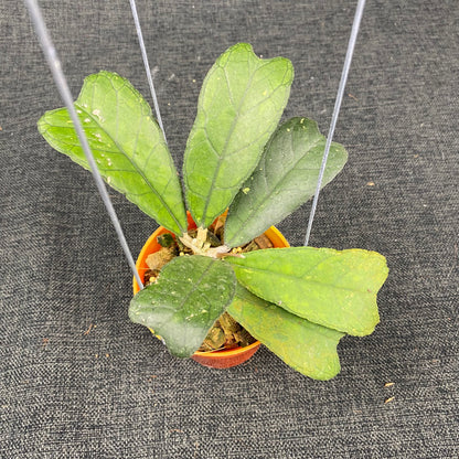 Hoya SP Aceh Butterfly