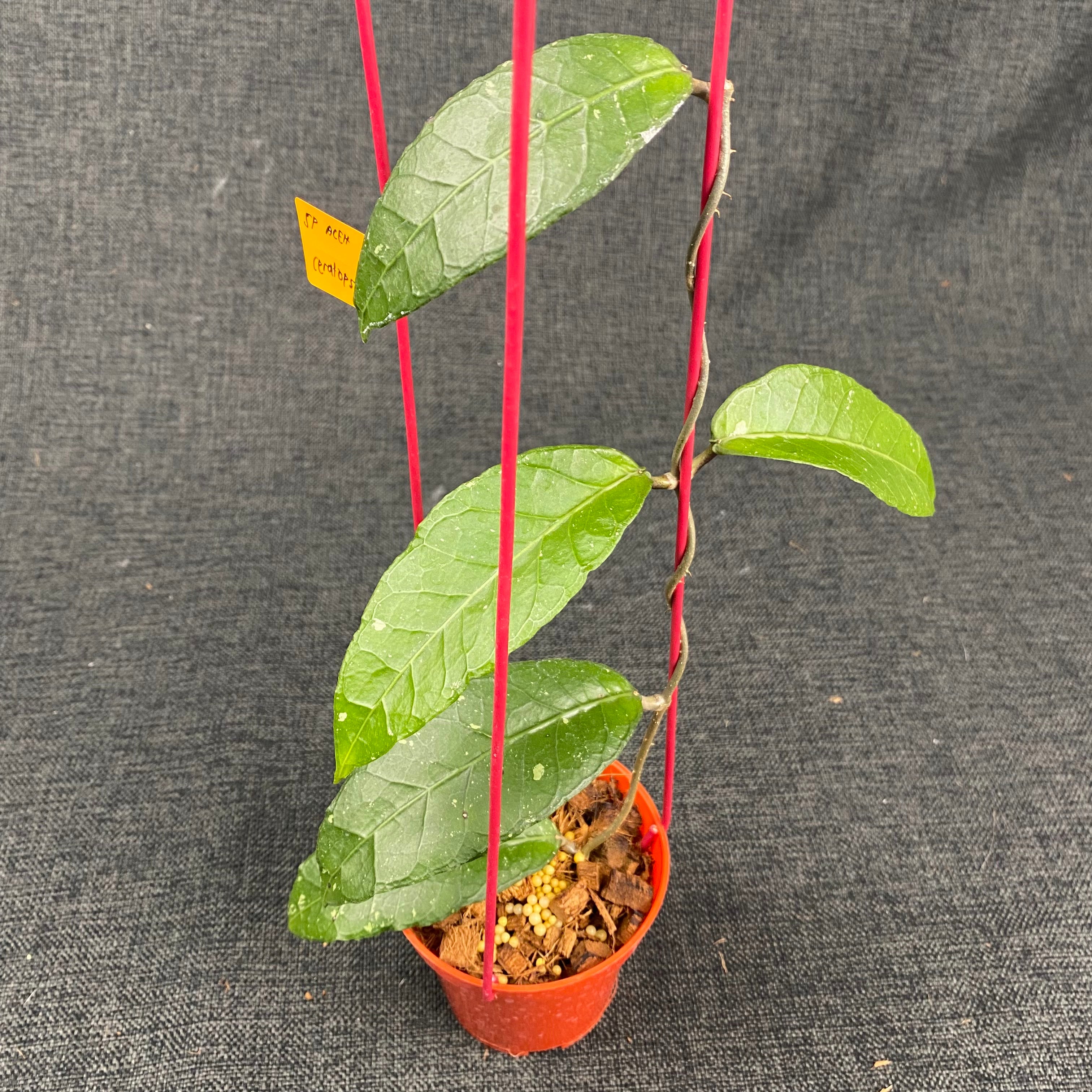 Hoya SP Aceh Ceratops