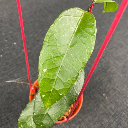 Hoya SP Aceh Ceratops