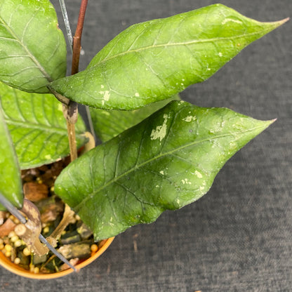 Hoya SP Aceh Dark Maze