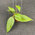 Hoya SP Aceh Dark Maze - Greenspaces.id