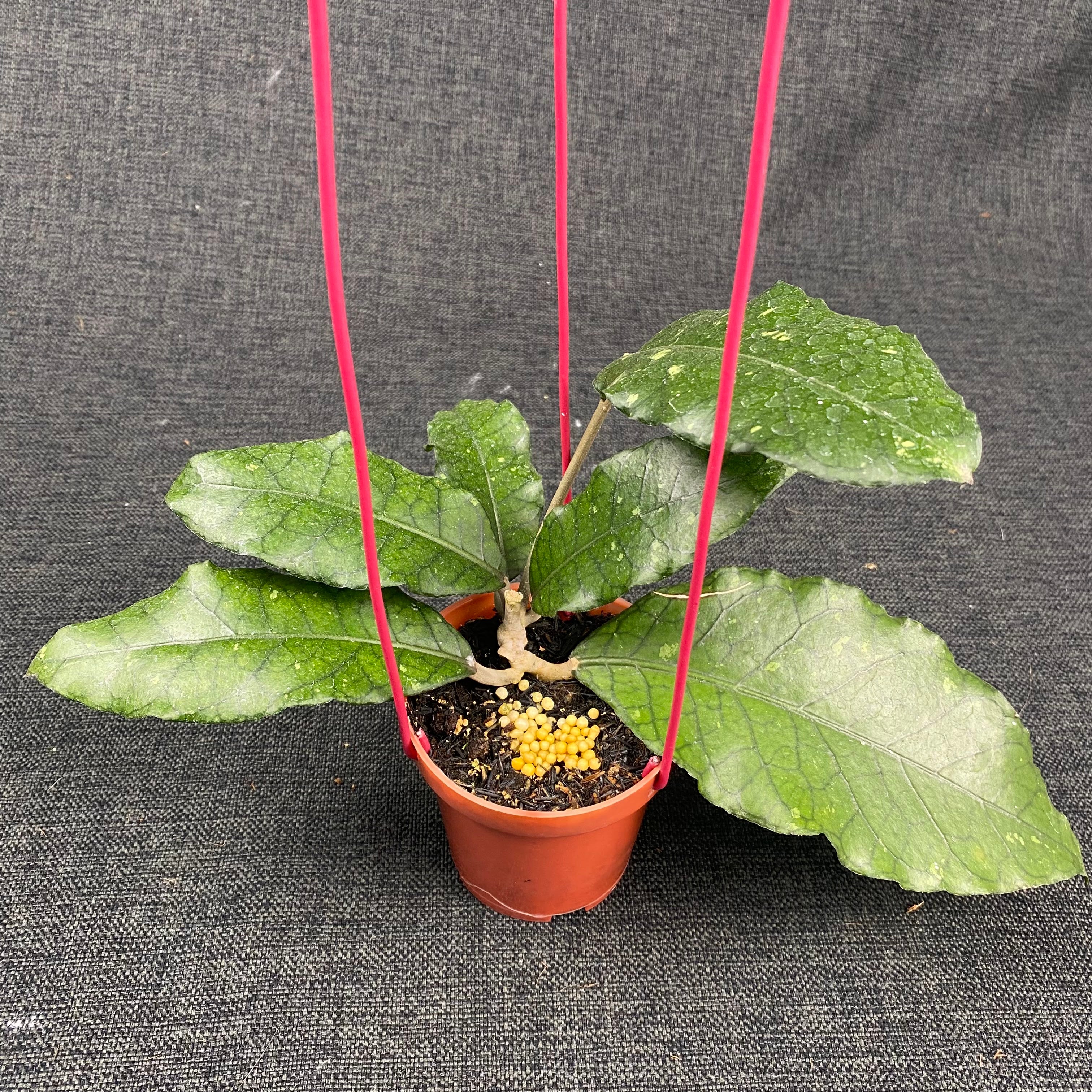 Hoya SP Aceh Dragon